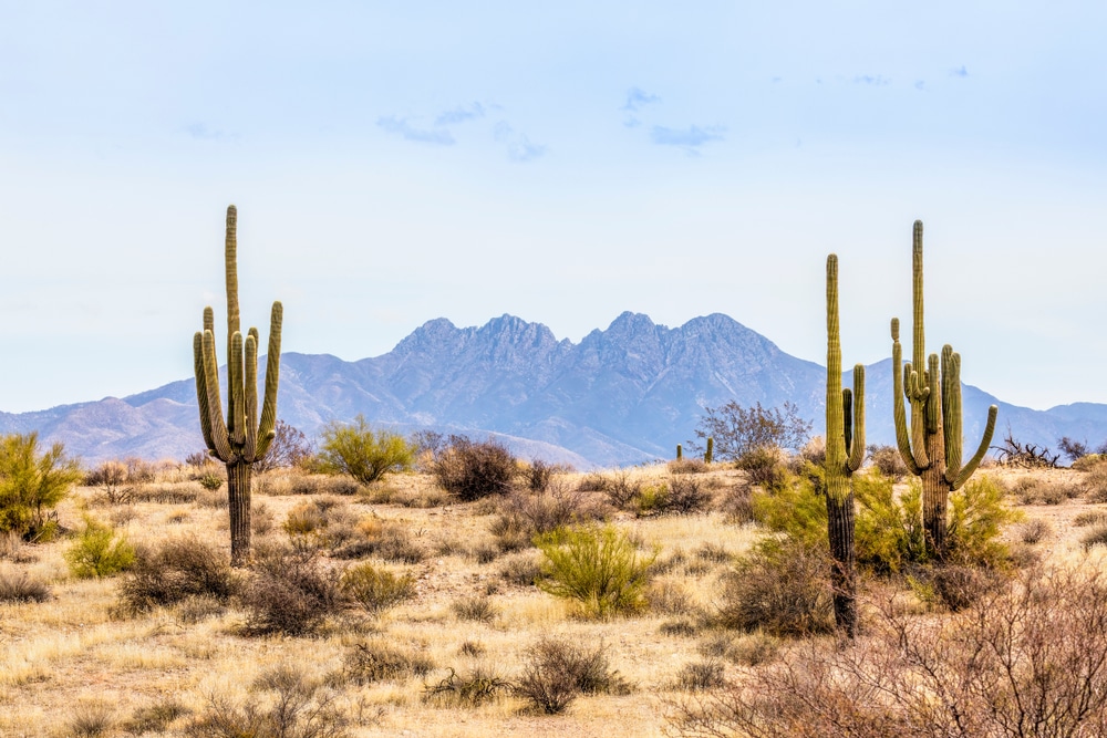 Tucson Cactus Removal