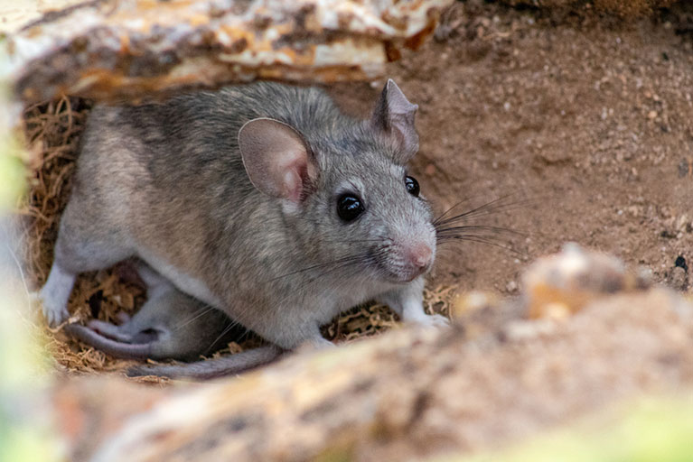 Pack Rat Removal In Tucson